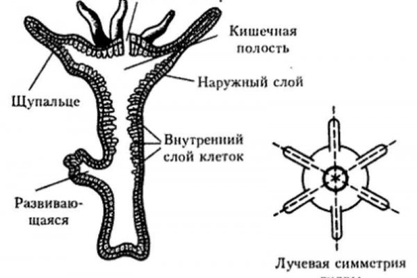 Кракен ссылка тор kraken014 com